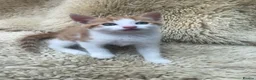 Mixed Breed cats for sale: Gorgeous ginger kittens - Advert 10