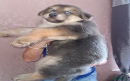 German Shepherd dogs for stud: Blue German shepherd PROVEN  - Image 24