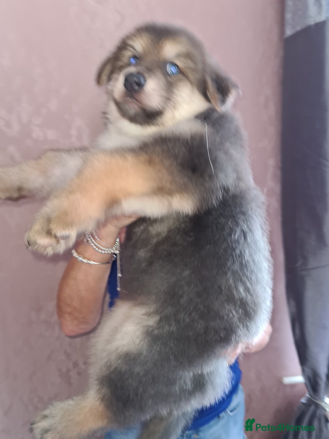 German Shepherd dogs for stud: Blue German shepherd PROVEN  - Image 24