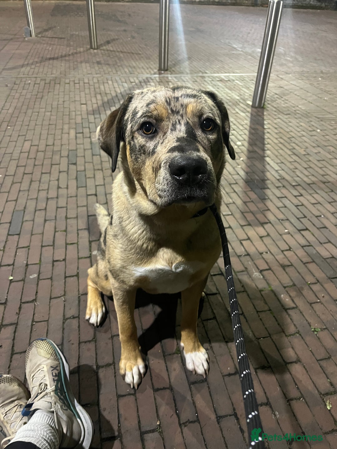 Mixed Breed dogs for sale: 1-year old mixed looking for forever home. - Advert 9