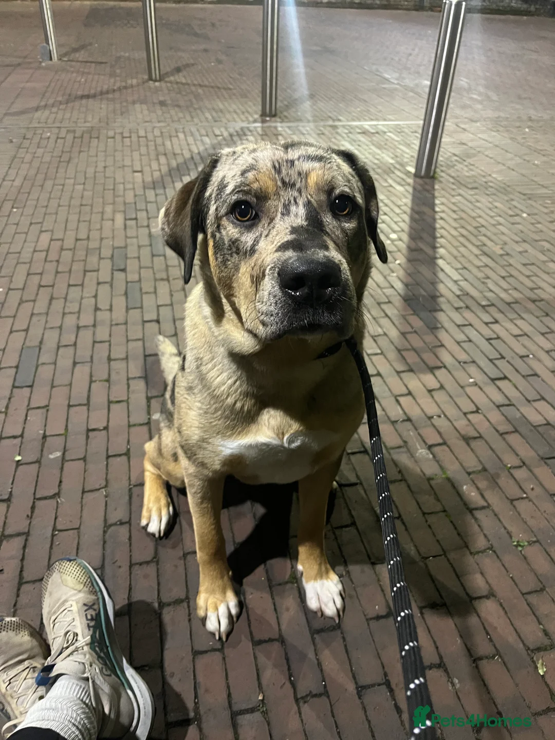 Mixed Breed dogs for sale: 1-year old mixed looking for forever home. - Advert 9