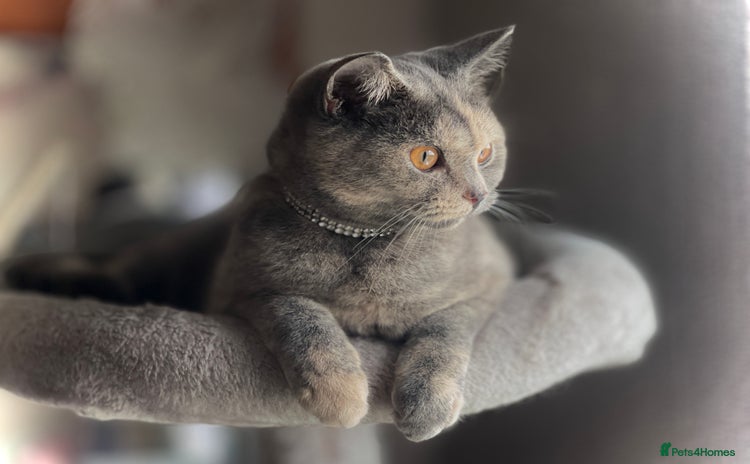 British Shorthair cats - Advert 1