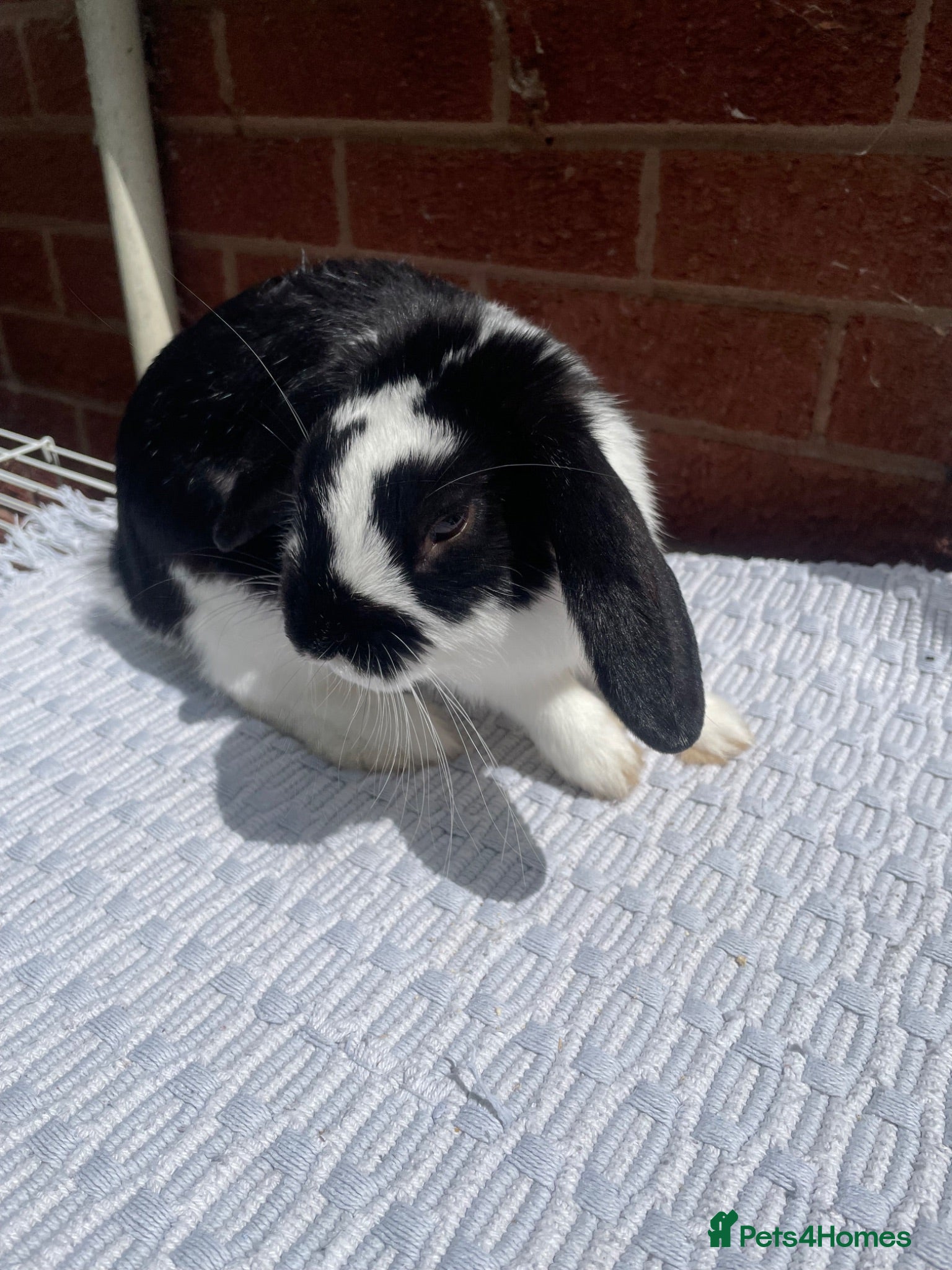 Mini Lop rabbits Mini lop male rabbit - Advert 1