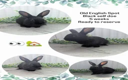 English Spot rabbits for sale: Old English Spot babies ready to leave  in Matlock - Image 4