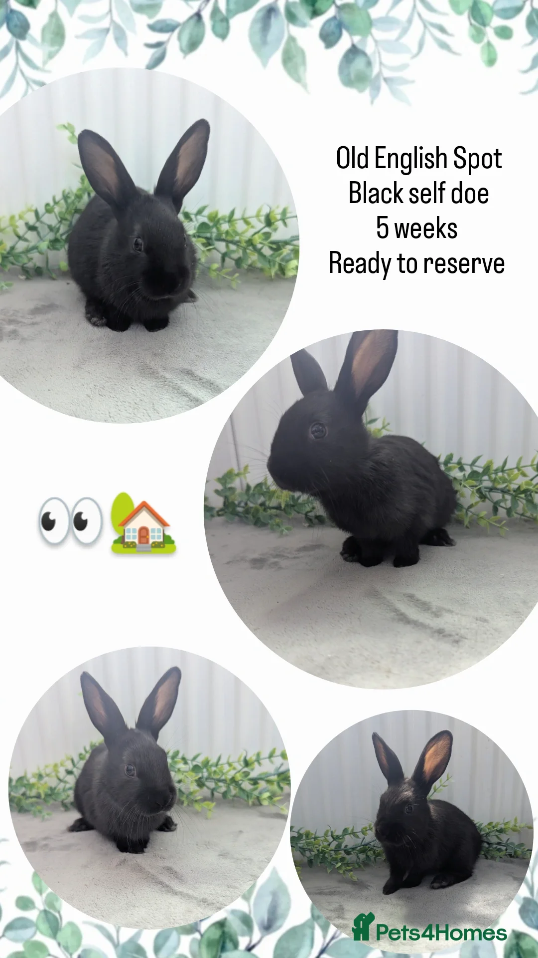 English Spot rabbits for sale: Old English Spot babies ready to leave  in Matlock - Image 4