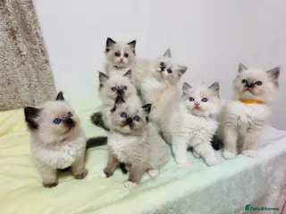Ragdoll cats Purebred Ragdoll Kittens - Advert 18