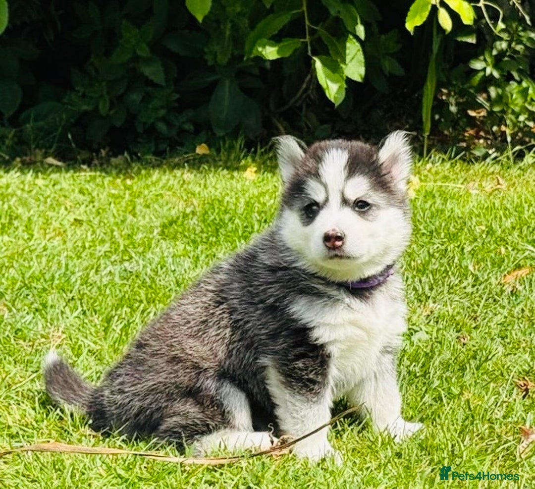 Pomsky dogs for sale:  Beautiful F2b Pomsky Puppies – Health Tested - Image 11