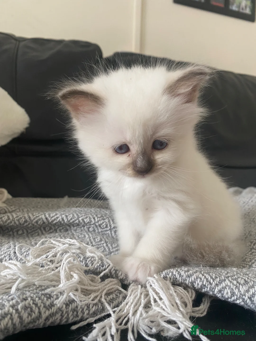 Birman cats for sale: Birman kittens  - Advert 2