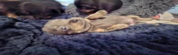 Chiweenie dogs for sale: 5 Chiweenies for Sale  - Advert 2