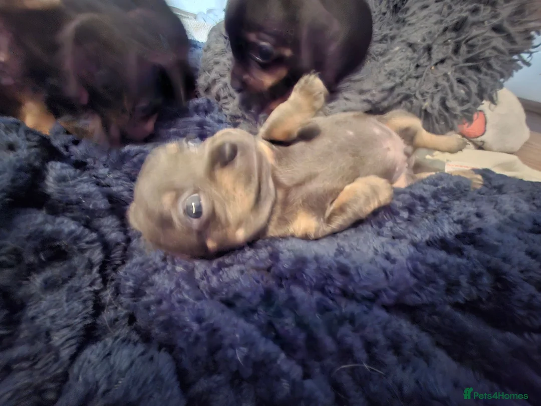 Chiweenie dogs for sale: 5 Chiweenies for Sale  - Advert 2