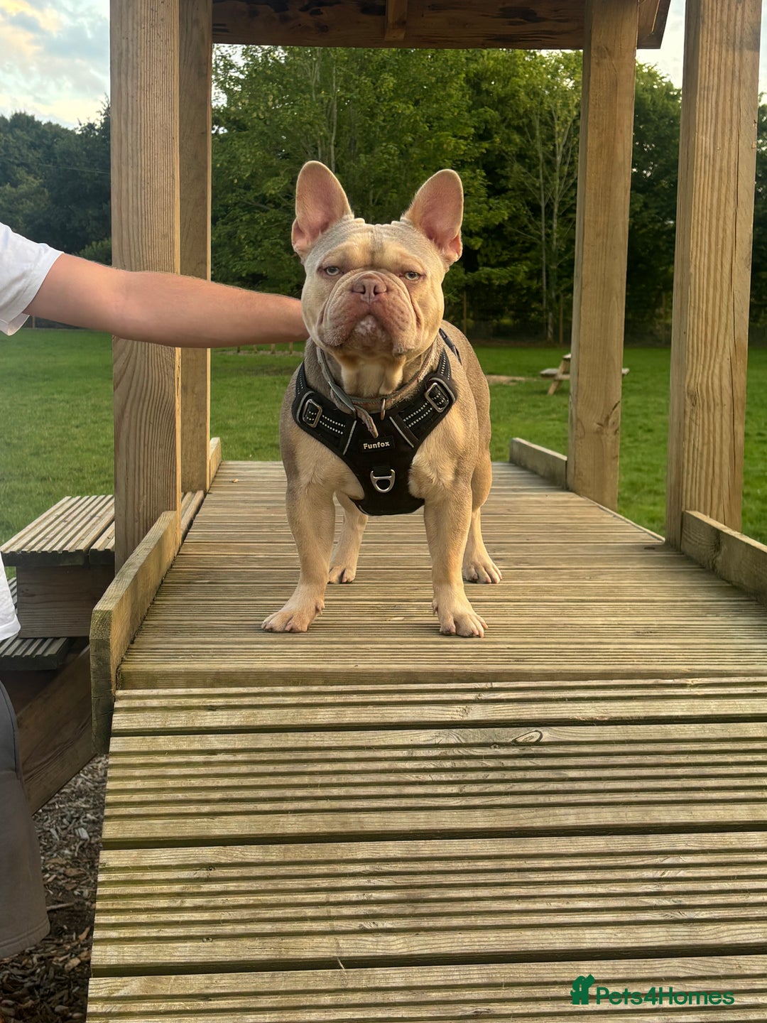 French Bulldog dogs for stud: Isabella stud  - Image 4
