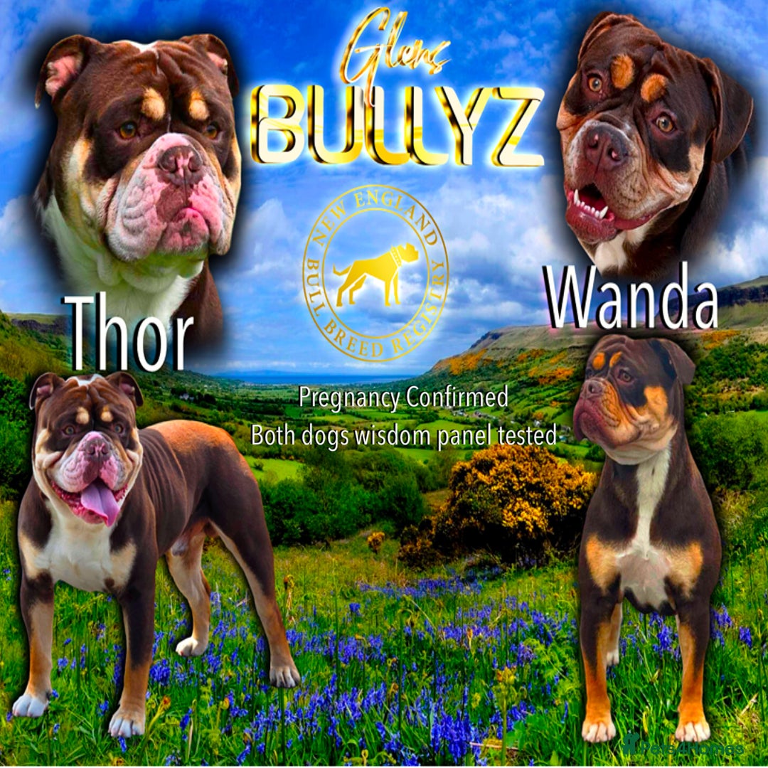 Olde English Bulldogge dogs for sale: Old English bulldog puppies  - Image 12