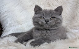 British Shorthair cats for sale: Amazing loving British shorthair kittens  - Image 22