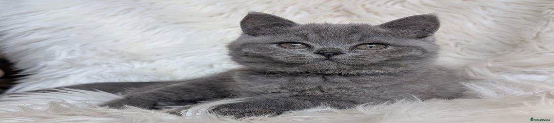 British Shorthair Kitten 1