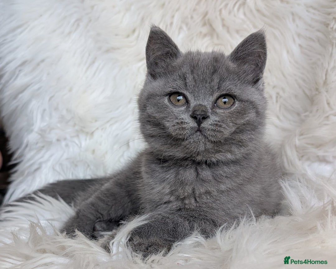British Shorthair cats for sale: Amazing loving British shorthair kittens  - Image 22