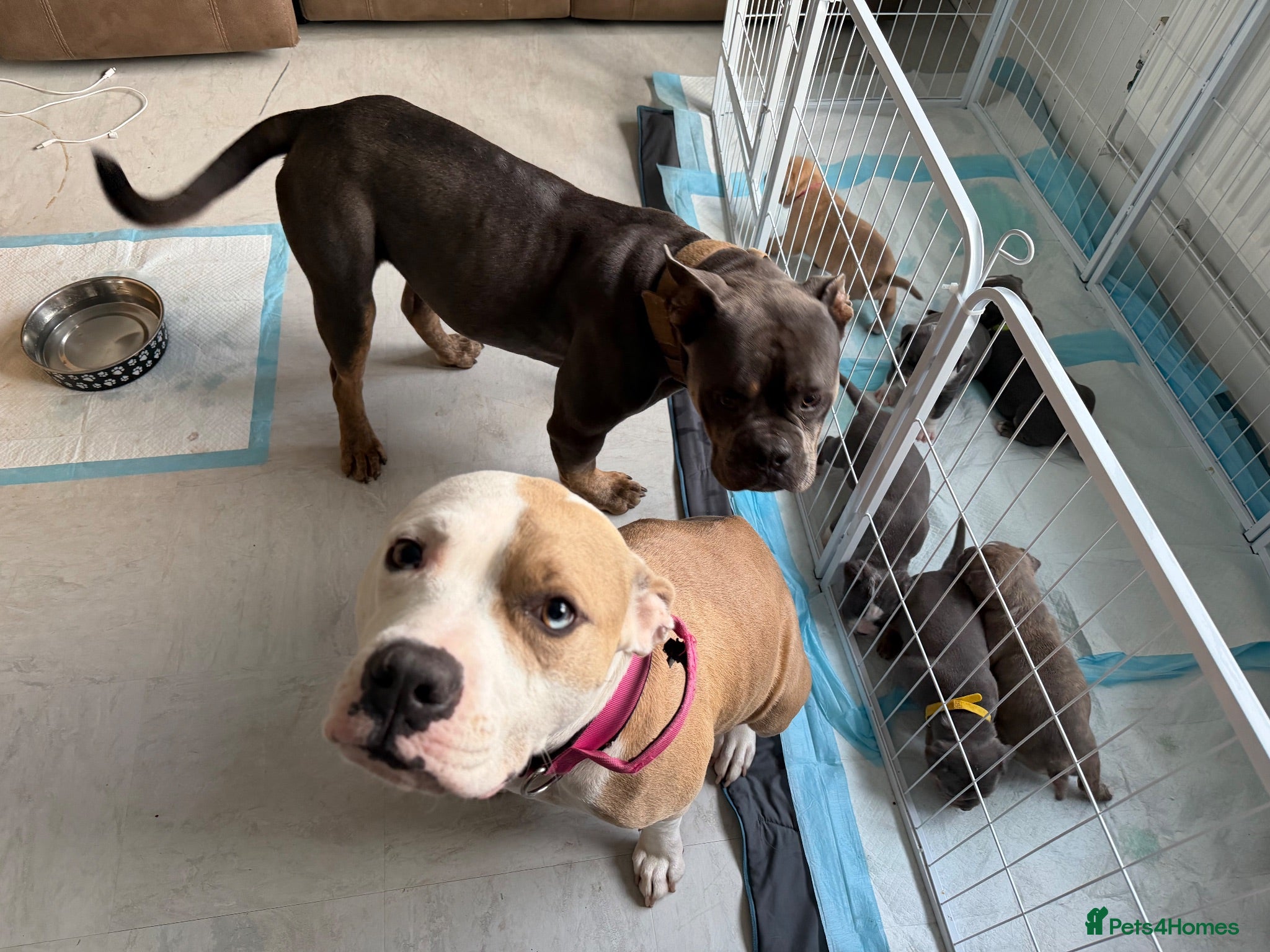 Mixed Breed dogs Mastiff x Staffy x American Bulldog - Advert 1