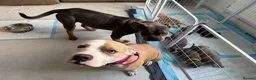 Mixed Breed dogs for sale: Mastiff x Staffy x American Bulldog in Milford Haven - Advert 1