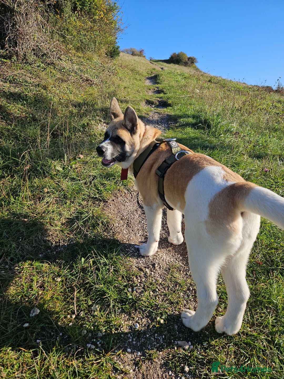 Akita dogs for sale: For rehome  - Image 5
