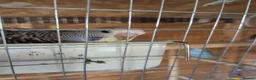 Budgerigars birds for sale: Budgies - Advert 10