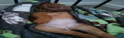 Mixed Breed dogs for sale: Sharpei puppies in Glasgow - Advert 7