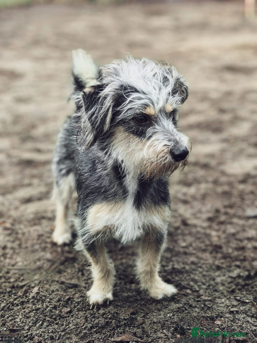 Norfolk Terrier dogs for adoption: MILES – Male Norfolk Terrier - Advert 1