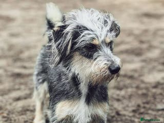 Norfolk Terrier dogs MILES – Male Norfolk Terrier - Advert 2