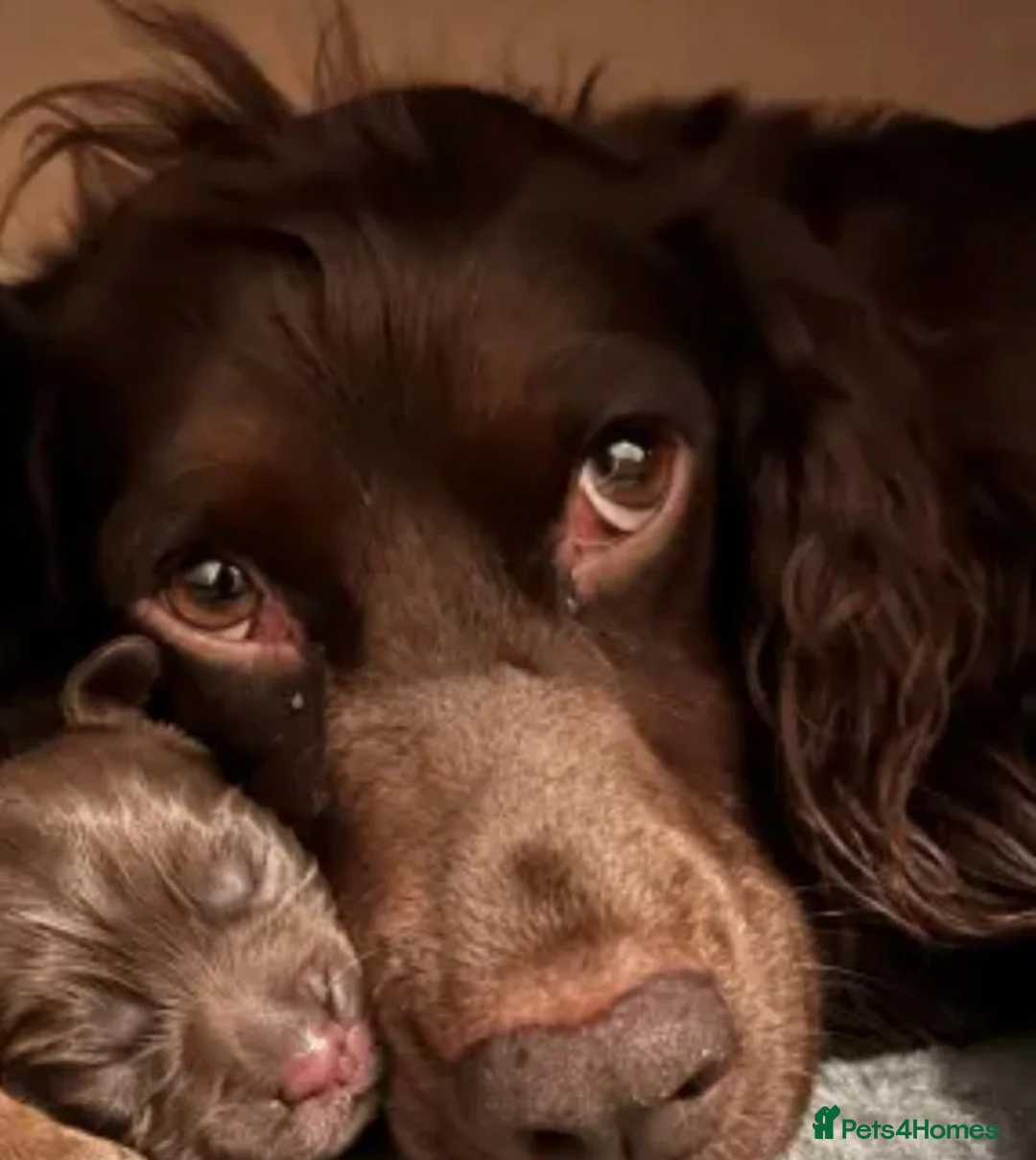 Cocker Spaniel dogs for sale: Cocker spaniels - Advert 19