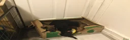 Mixed Breed dogs for sale: cockapoo x collie poo - Advert 8