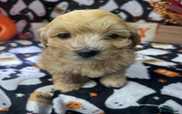 Maltipoo dogs for sale: F1 health tested toy (Asian) maltipoos🩷🩷 - Image 2