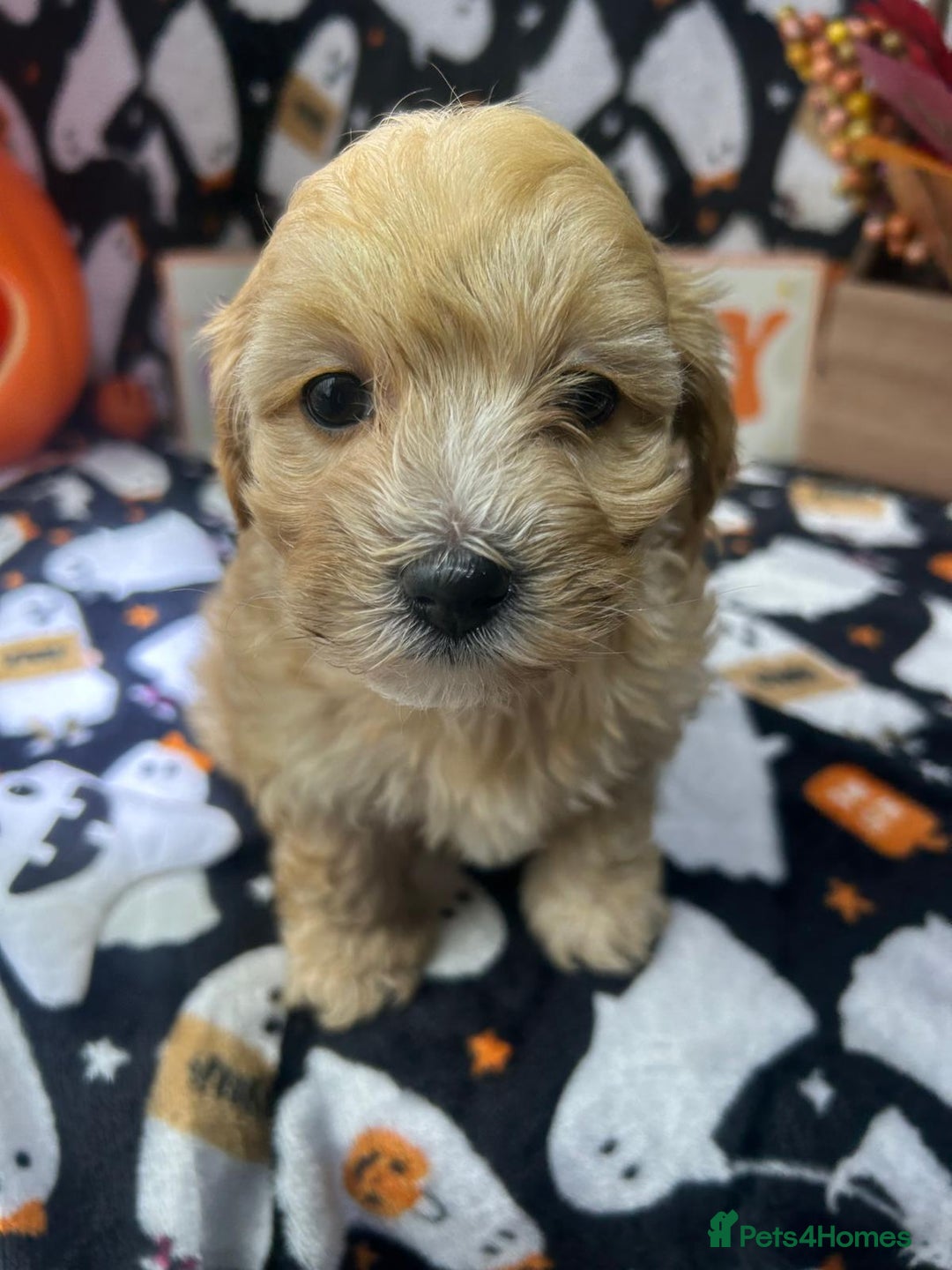 Maltipoo dogs for sale: F1 health tested toy (Asian) maltipoos🩷🩷 - Image 2