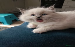 Ragdoll cats for sale: 💞 Beautiful Ragdoll 💞 - Image 12