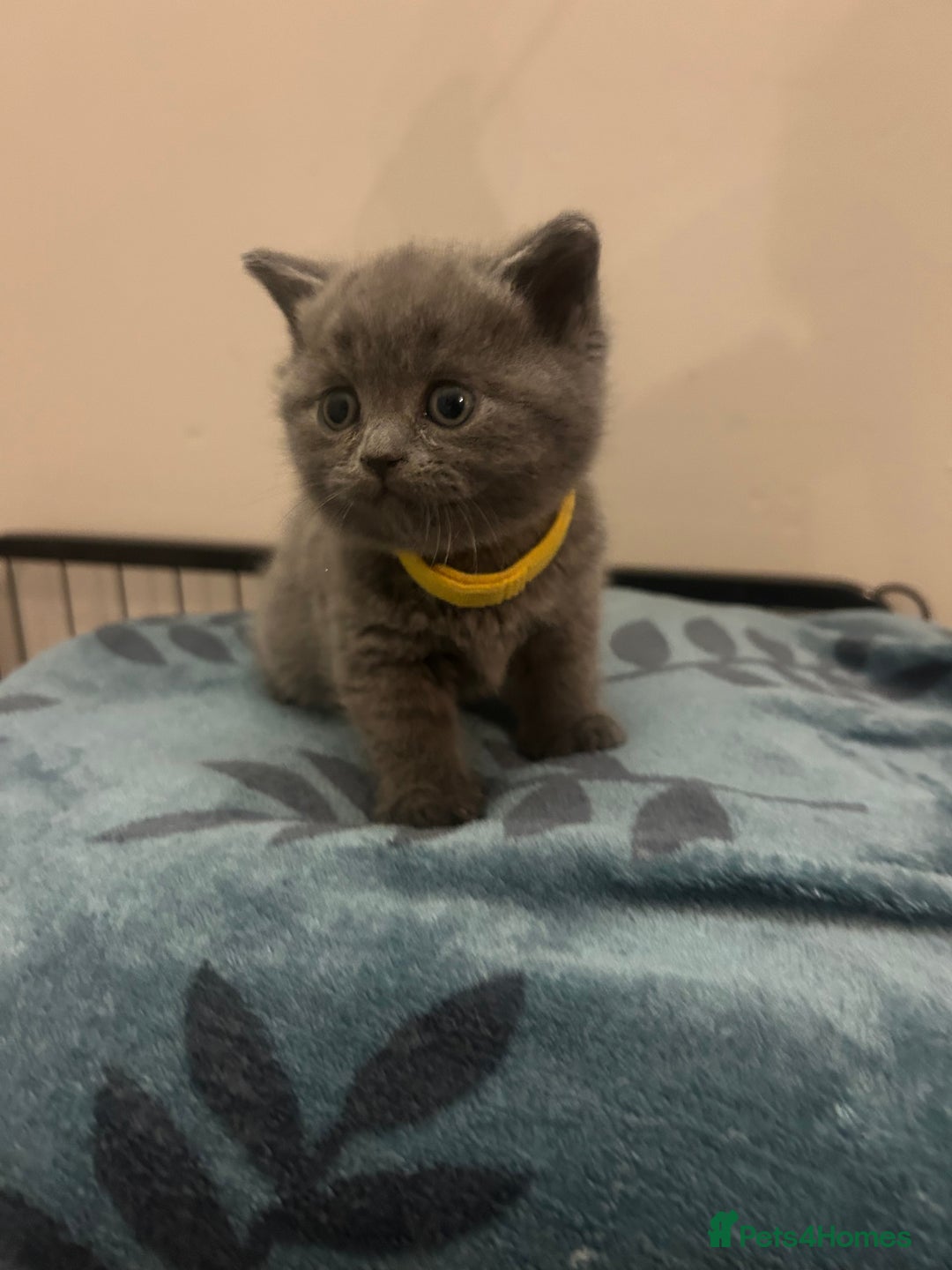 British Shorthair cats for sale:  British Shorthair Kittens – Ready Feb 2026 🐾 - Advert 5