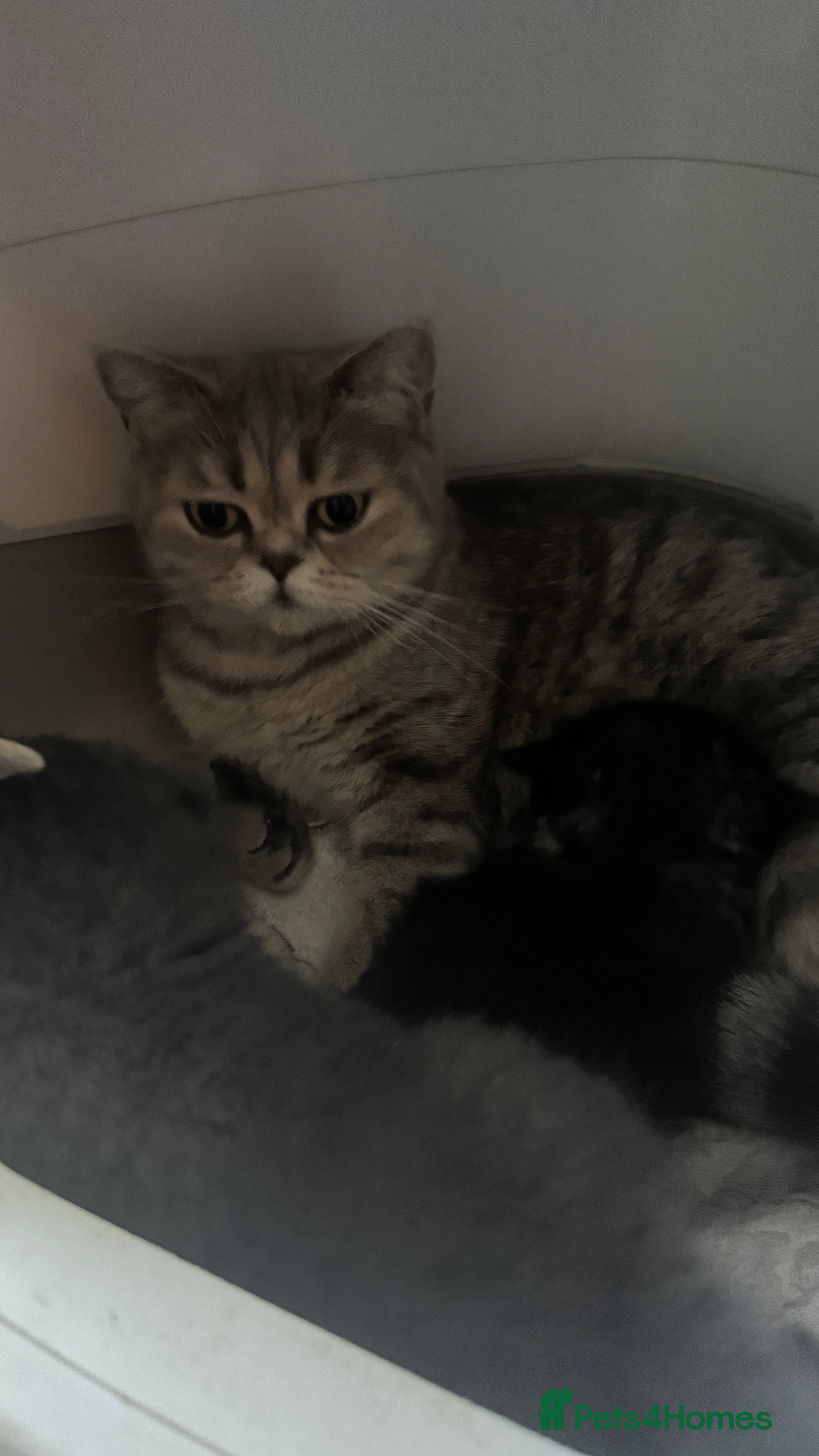 Scottish Fold cats Playful and fast  - Advert 2