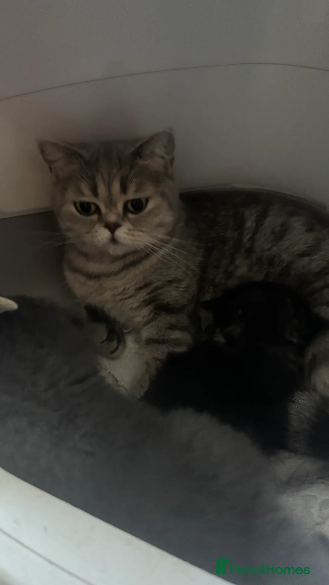 Scottish Fold cats for sale: Playful and fast  - Advert 2
