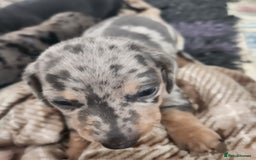 Miniature Dachshund dogs for sale: Stunning KC reg miniature dachshund - Image 15