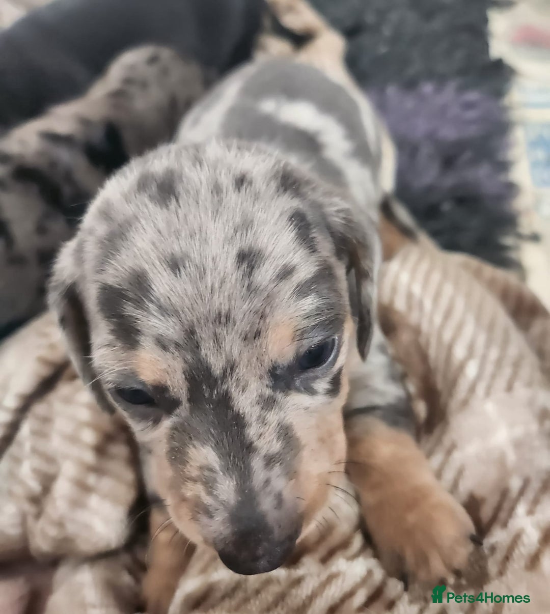Miniature Dachshund dogs for sale: Stunning KC reg miniature dachshund - Image 15