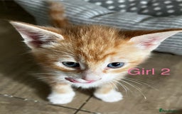 Mixed Breed cats for sale: 3 ginger kittens 🐈 - Image 13
