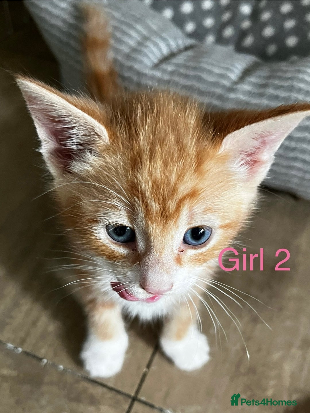 Mixed Breed cats for sale: 3 ginger kittens 🐈 - Image 13