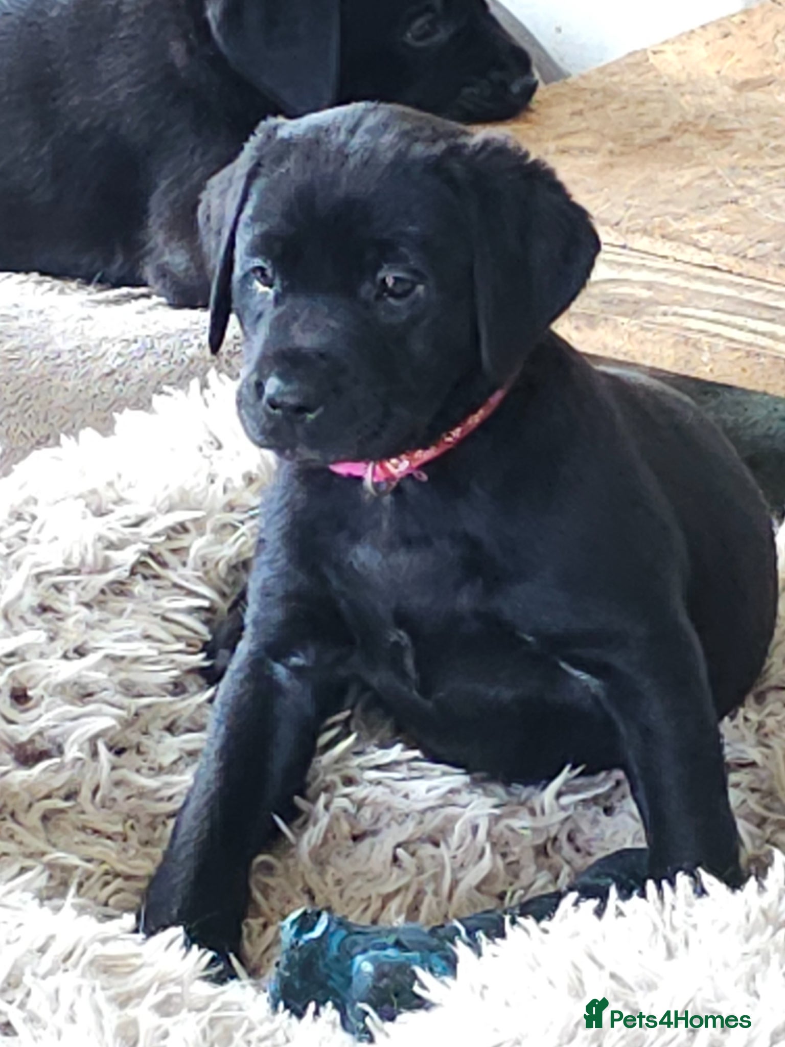 Labrador Retriever dogs Ready 18th April onwards - Advert 6