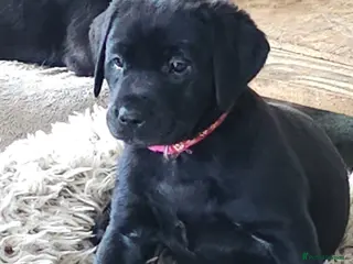 Labrador Retriever dogs Ready 18th April onwards - Advert 6