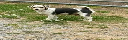 Biewer Terrier dogs for sale: Biewer terrier in Swansea - Advert 2