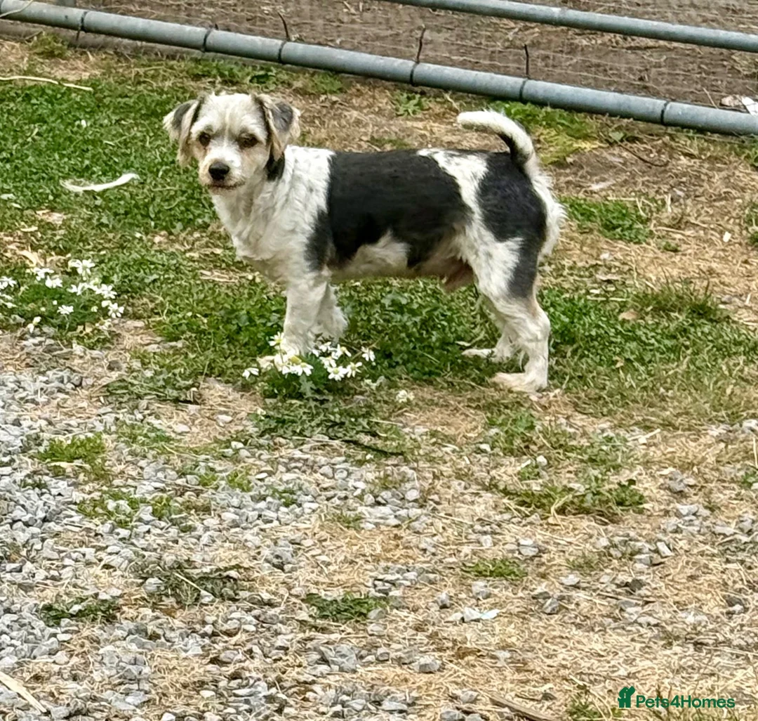 Biewer Terrier dogs for sale: Biewer terrier in Swansea - Advert 2