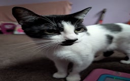 Domestic Shorthair cats for sale: 2 year old domestic shorthair  - Image 1