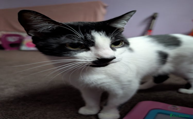 Domestic Shorthair cats - Advert 12