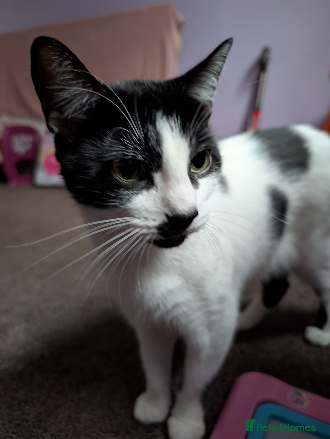 Domestic Shorthair cats for sale: 2 year old domestic shorthair  - Image 1