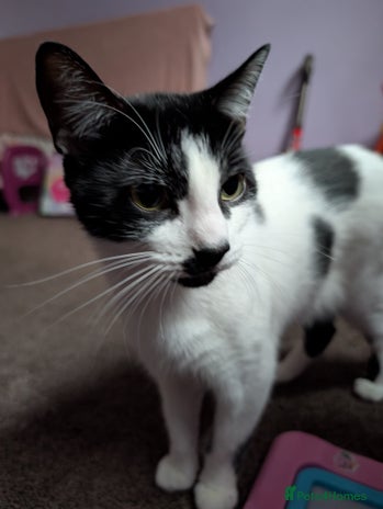 Domestic Shorthair cats - Advert 1