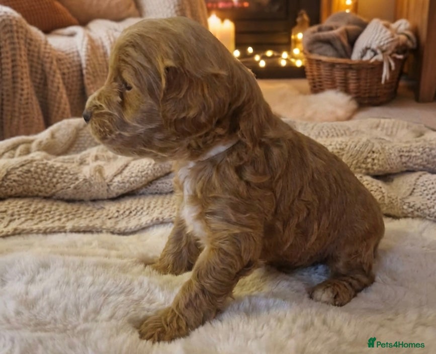 Cockapoo dogs ❤️‼️stunning fox red true miniature cockapoos ❤️‼️ - Advert 12