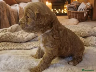 Cockapoo dogs ❤️‼️stunning fox red true miniature cockapoos ❤️‼️ - Advert 12