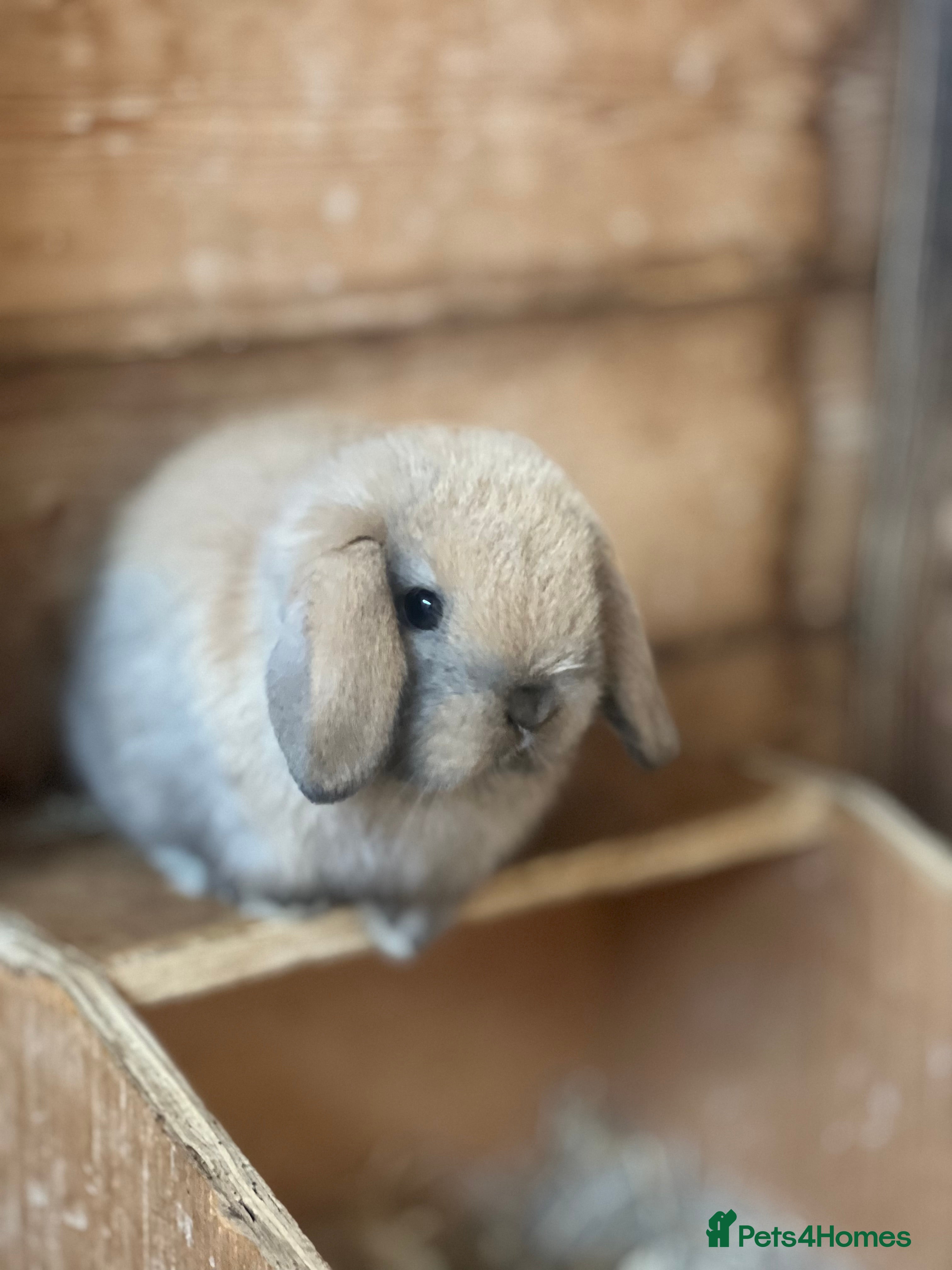 Mini Lop rabbits Mini lop baby bunnies  - Advert 1
