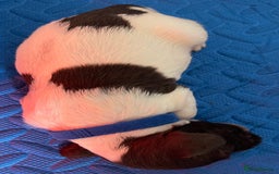 English Springer Spaniel dogs for sale: Beautiful English Springer Spaniel Puppies - Image 4